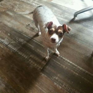 Meet your Posher, Gloria